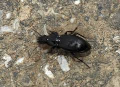 Pterostichus melanarius