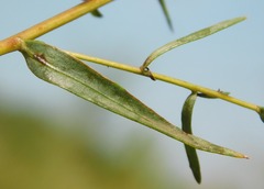 Artemisia dracunculus