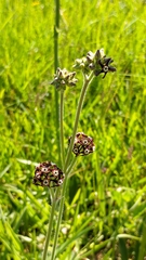 Oxypetalum arnottianum