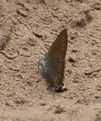 Satyrium ilicis