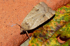 Noctua interposita