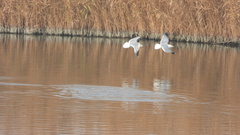 Larus armenicus