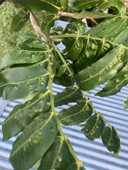 Flindersia schottiana