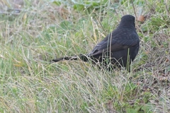 Turdus merula