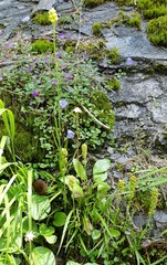 Tofieldia calyculata