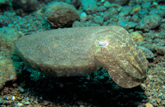Sepia latimanus