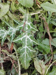 Galactites tomentosus