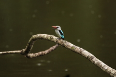 Halcyon senegalensis