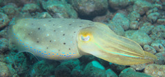 Sepia latimanus