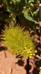 Combretum fruticosum