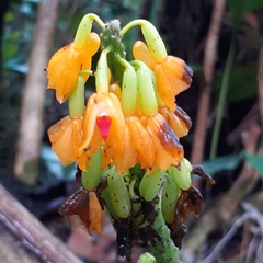 Calanthe