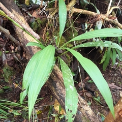 Calanthe
