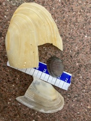 Lutraria lutraria