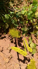 Combretum fruticosum