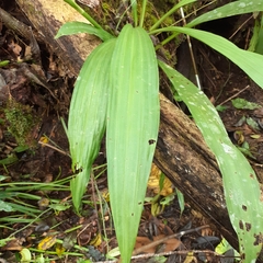 Calanthe