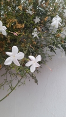 Jasminum grandiflorum
