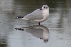 Chroicocephalus ridibundus