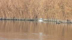 Larus armenicus