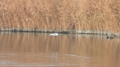 Larus armenicus
