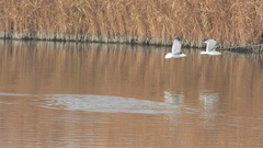 Larus armenicus