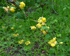 Berberis sphaerocarpa