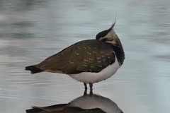 Vanellus vanellus