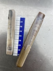 Ensis minor