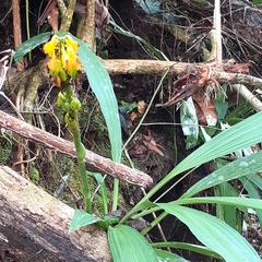 Calanthe