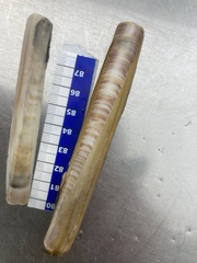 Ensis minor