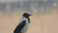 Corvus cornix