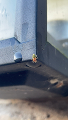 Araniella cucurbitina