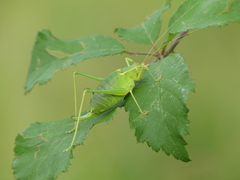 Barbitistes fischeri