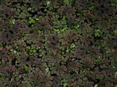 Azolla rubra