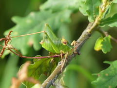 Barbitistes fischeri