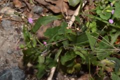 Emilia javanica