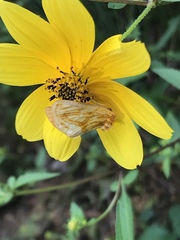 Cirrhophanus triangulifer