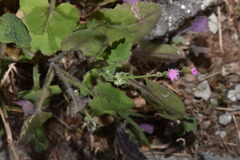 Emilia javanica