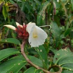 Hellenia speciosa