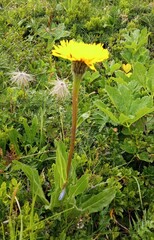 Hypochaeris uniflora