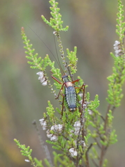 Barbitistes fischeri