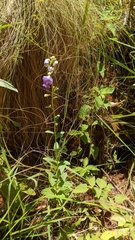 Angelonia integerrima