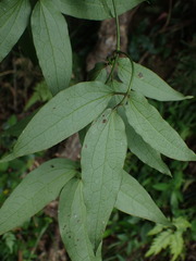 Clematis meyeniana