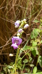 Angelonia integerrima