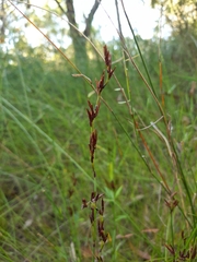 Schoenus brevifolius