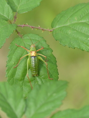 Barbitistes fischeri