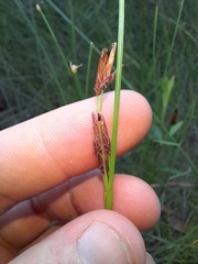 Schoenus brevifolius