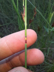 Schoenus brevifolius