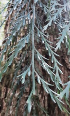 Asplenium flaccidum flaccidum