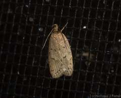 Eulechria convictella