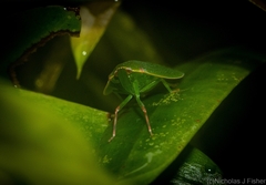 Anabunda murrayfletcheri